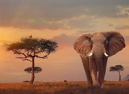African Elephant 500Pce Puzzle - Image 2