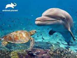 Animal Planet Dolphin & Turtle 500Pce 3D Puzzle - Image 2