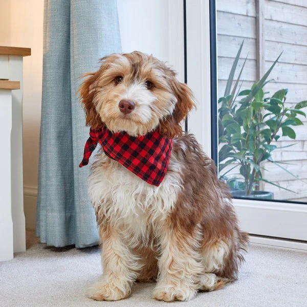 Beau Bandana - S/M - Red Check