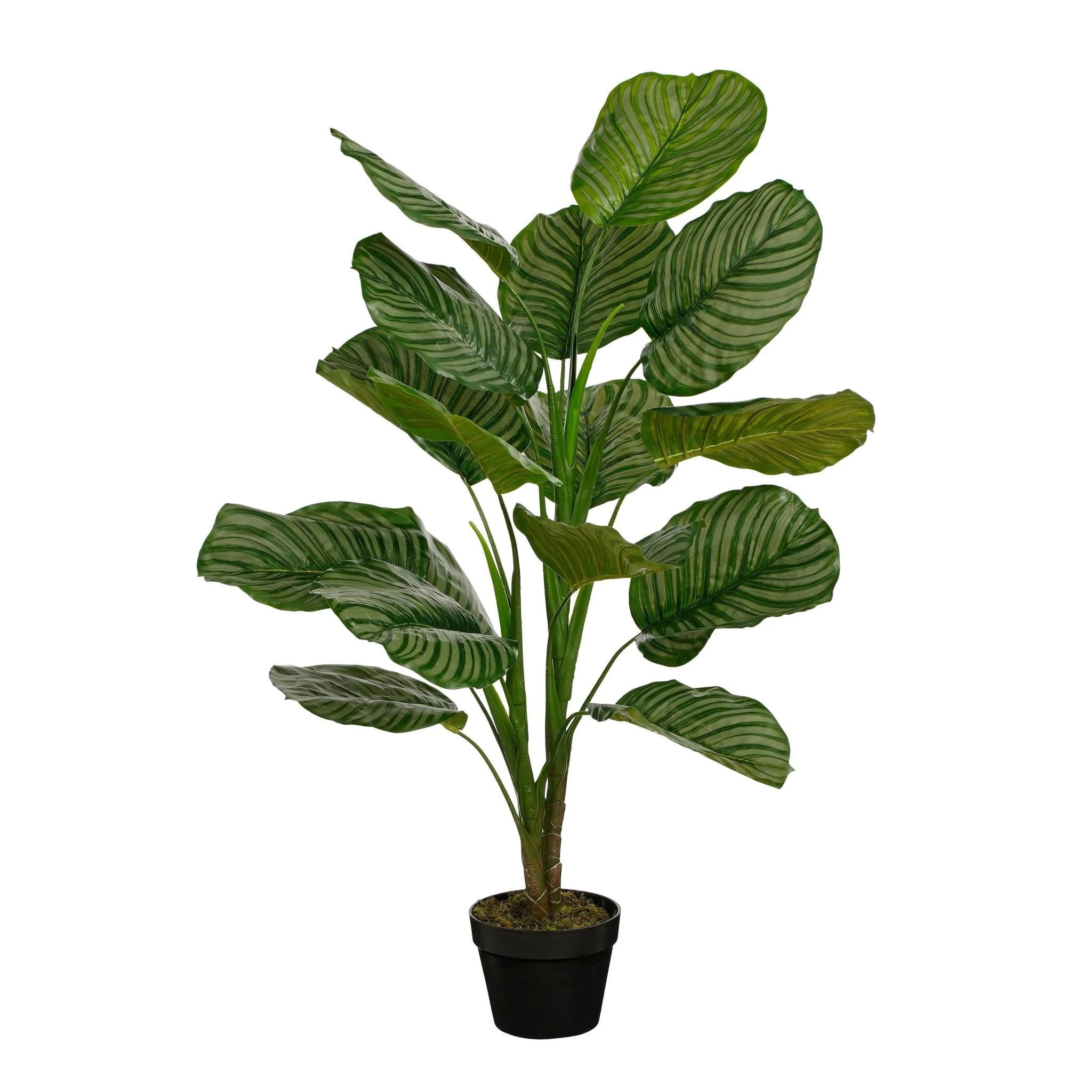 Calathea Plant in Pot 120 x 80cm