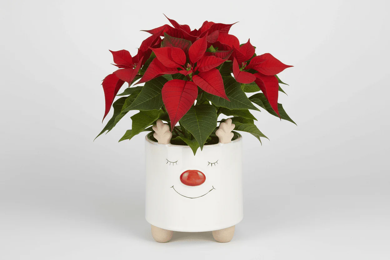 Christmas Reindeer Pot 18 x 14cm Assorted - One Supplied* - Image 2
