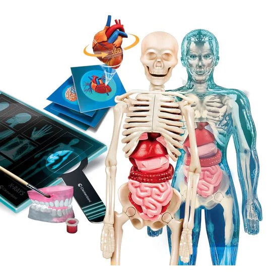 Clementoni Super Anatomy - Image 2