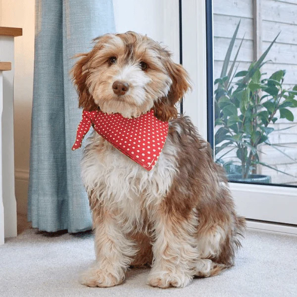 Dog Beau Bandana Red Polka - Small/Medium