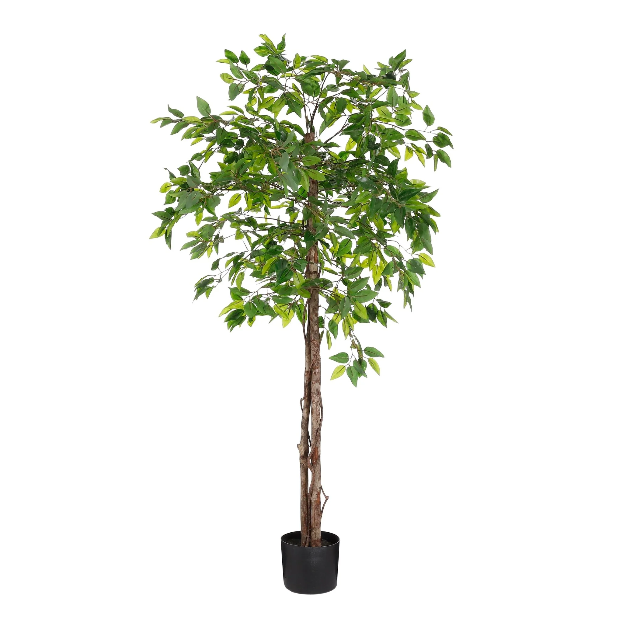 Ficus in Pot Green 150 x 50cm