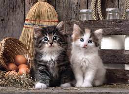 Hqc 1000 Pc Puzzle  - Lovely Kittens - Image 2