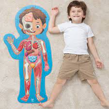 Human Body Puzzle - Image 4