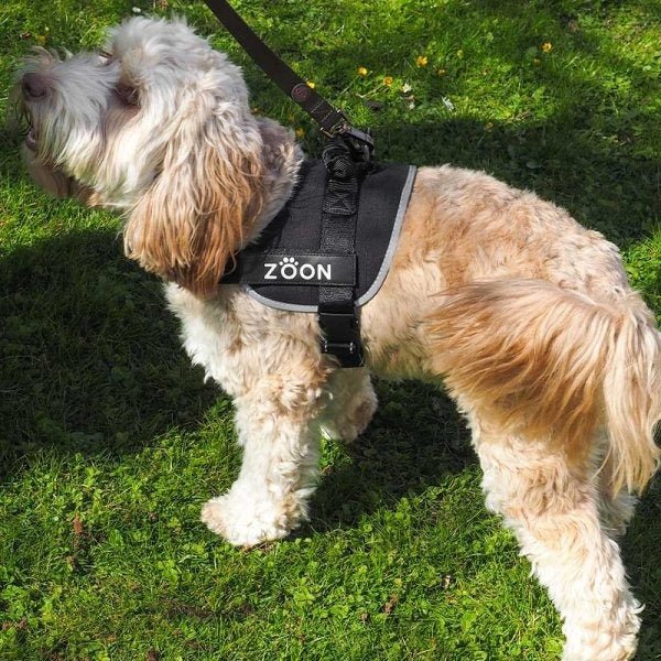Jet Advanced Slip-on Large Walkabout Dog Harness - Image 2