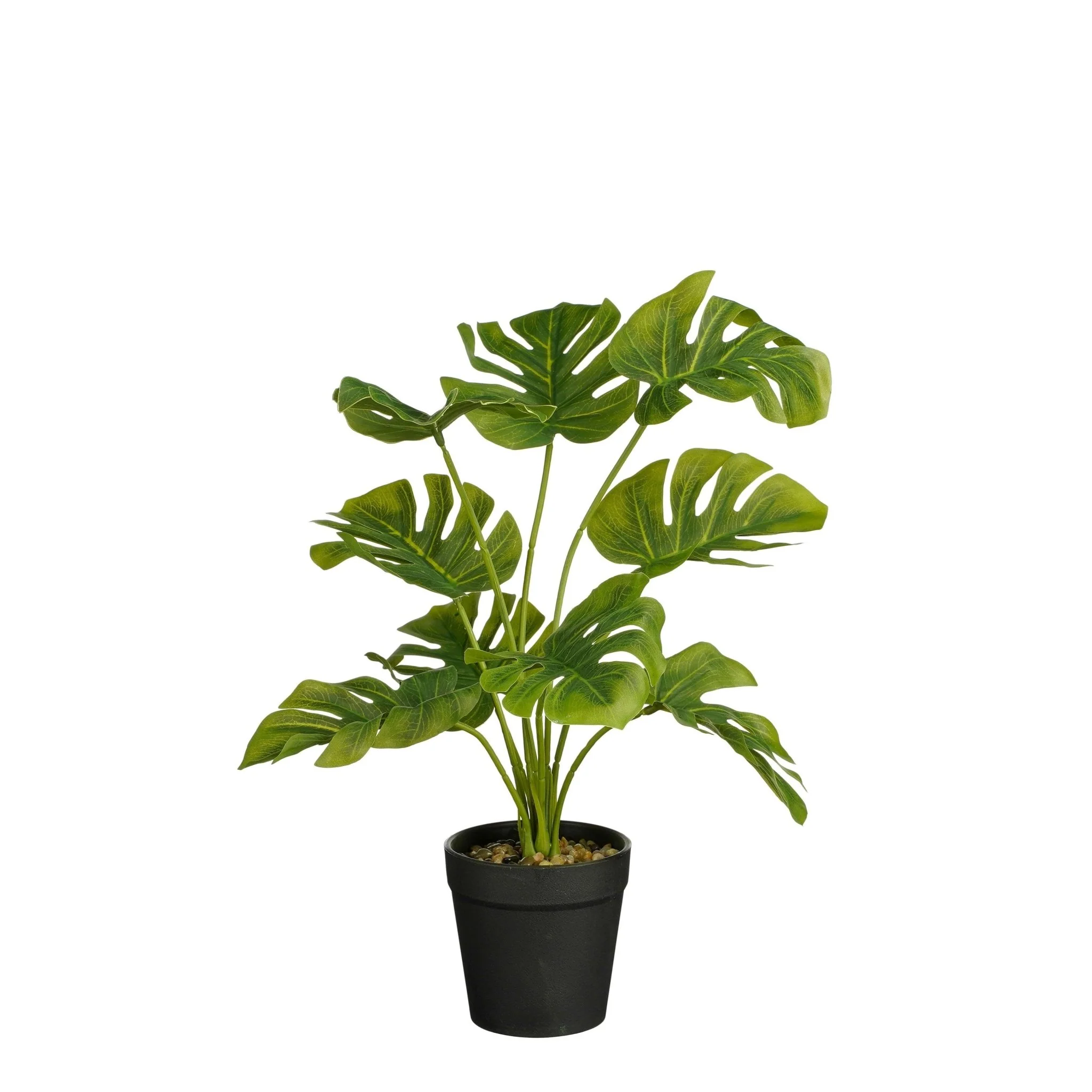 Monstera Plant in Pot 40 x 25cm