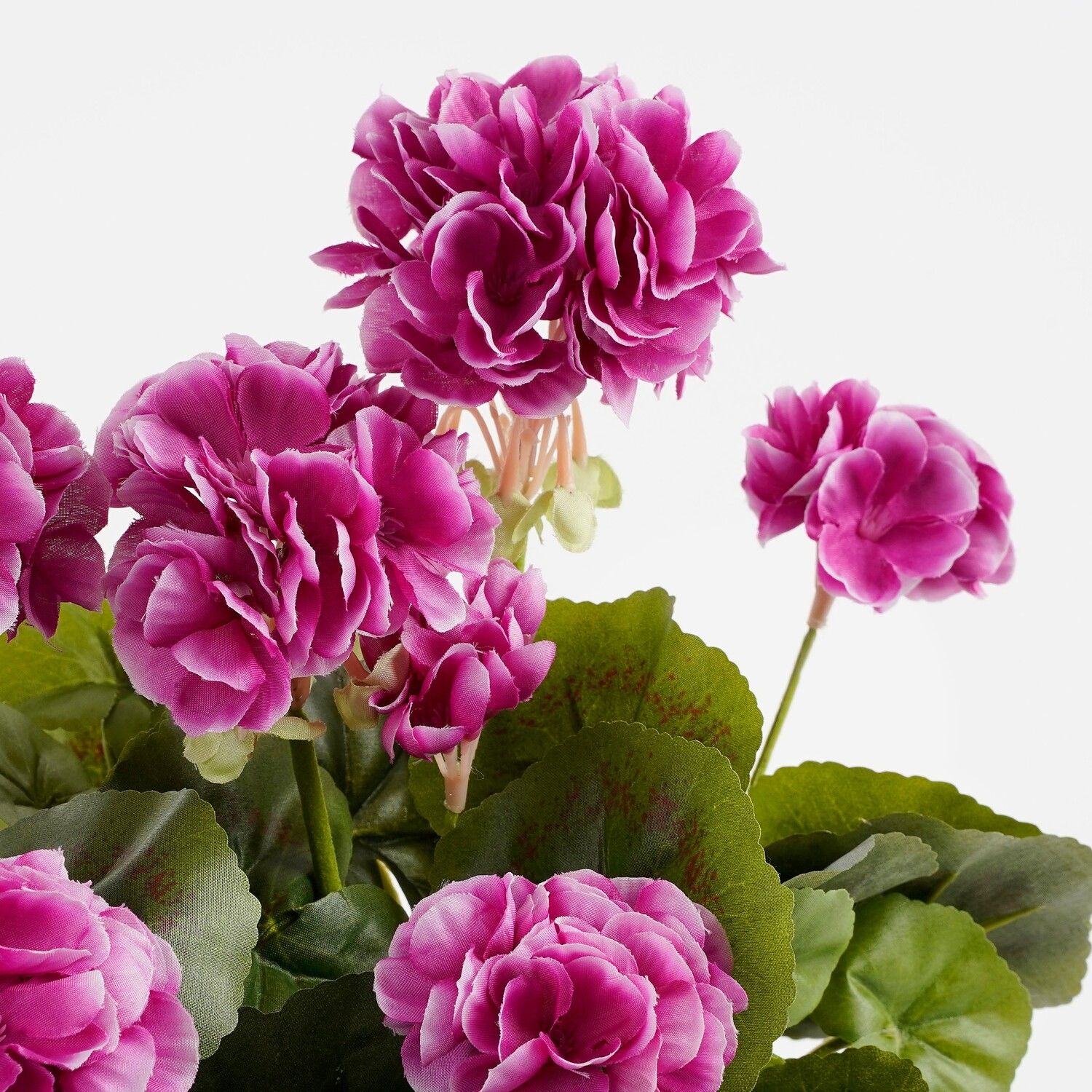 Purple Geranium in Terra Planter L29 x W13 x H40 cm - Image 2