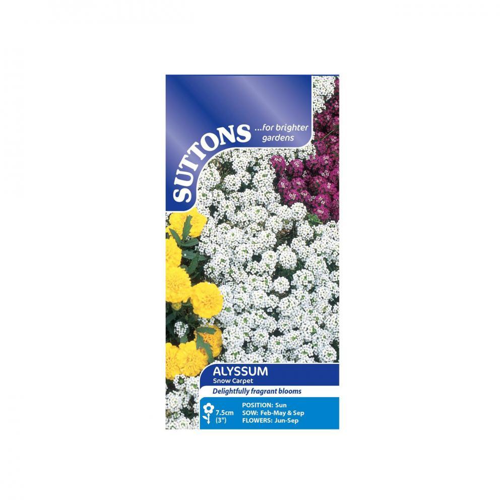 Suttons Alyssum Snow Carpet 101016