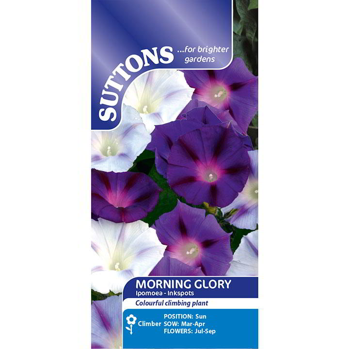 Suttons Morning Glory Ipomea Inkspots