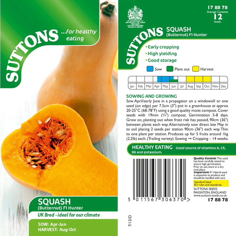Suttons Squash F1 Butternut - Hunter G178878 - Image 2