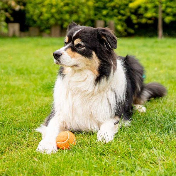 Zoon 5cm Mini Squeaky Pooch Tennis Balls - 4 Pack - Image 2